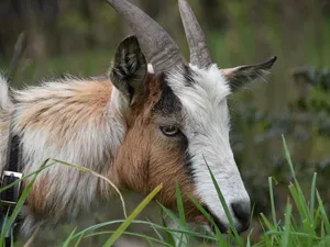 Goats project 2014 043