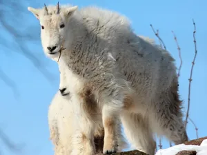 Goats project 2014 038